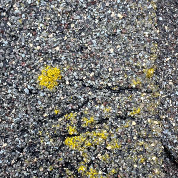 Close up of asphalt shingles with bright yellow lichen growing between the granules and into the seams